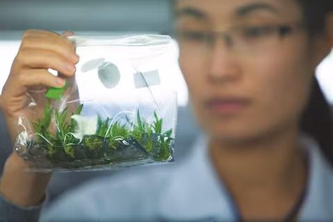 Rung hoa Dà Lat, fer de lance de l’horticulture high-tech ảnh 2 Rung hoa Dà Lat, fer de lance de l’horticulture high-tech ảnh 2