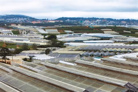 Rung hoa Dà Lat, fer de lance de l’horticulture high-tech ảnh 1 Rung hoa Dà Lat, fer de lance de l’horticulture high-tech ảnh 1