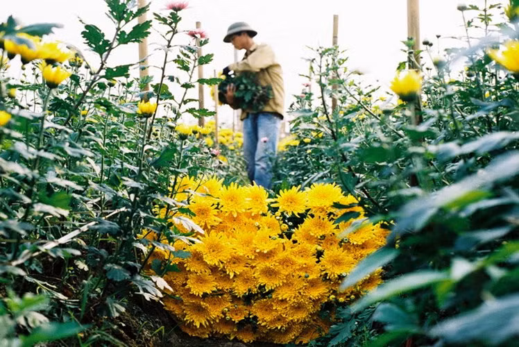 Les fleurs et leur histoire ảnh 3