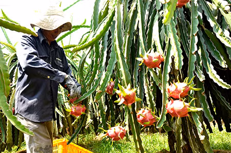 L’Australie ouvre sa porte aux fruits du dragon frais du Vietnam ảnh 1 L’Australie ouvre sa porte aux fruits du dragon frais du Vietnam ảnh 1