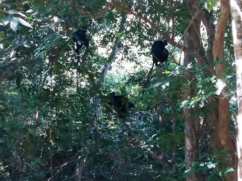 Vent d’espoir pour le langur de Hà Tinh ảnh 2