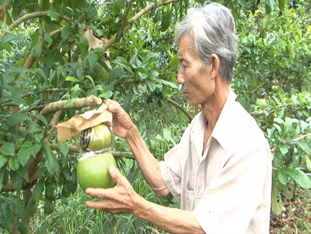 À l’approche du Têt: Des fruits «stylisés» ảnh 2