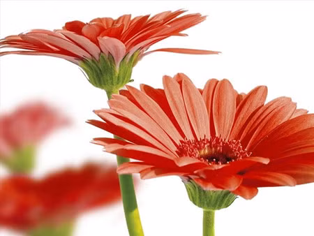Quelles plantes allez-vous choisir pour le Tet ? ảnh 6