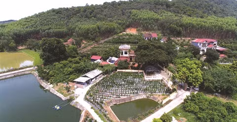 Le “sâm nam”, précieux ginseng au pied du mont Dành ảnh 1