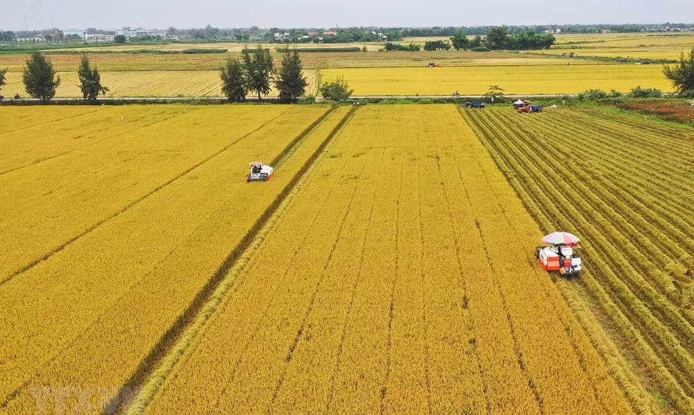 Réduction des émissions de gaz dans la riziculture dans le delta du Mékong ảnh 1