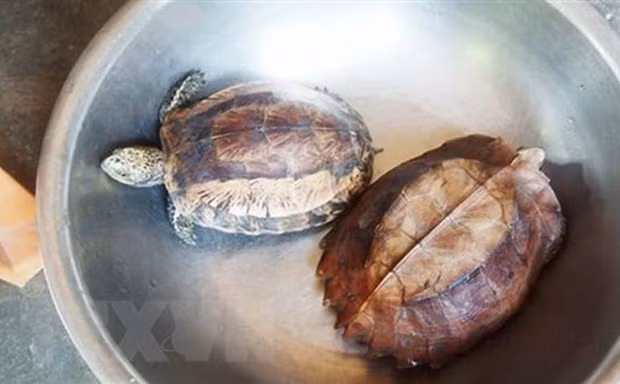 ENV : 157 animaux sauvages sauvés en mai ảnh 1 ENV : 157 animaux sauvages sauvés en mai ảnh 1