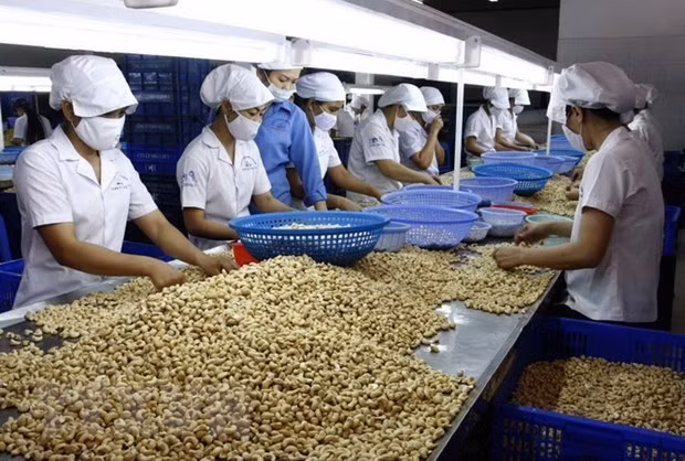 Des entreprises cherchent à promouvoir l'exportation de produits agricoles vers l'UEEA ảnh 1