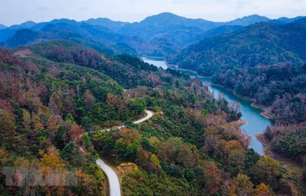 Plantation d’un milliard d'arbres au cours de la période 2021-2025 ảnh 1