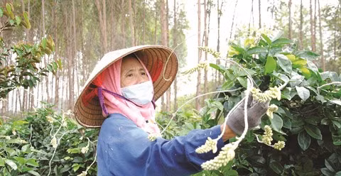 Le “sâm nam”, précieux ginseng au pied du mont Dành ảnh 2