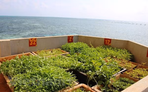Des potagers verts à Truong Sa malgré les difficultés ảnh 2