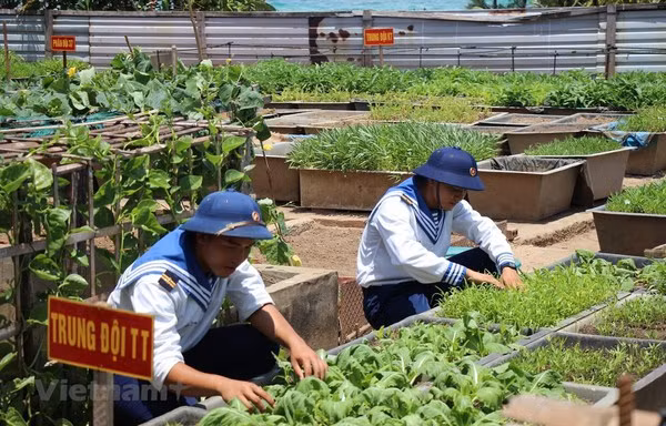 Des potagers verts à Truong Sa malgré les difficultés ảnh 1