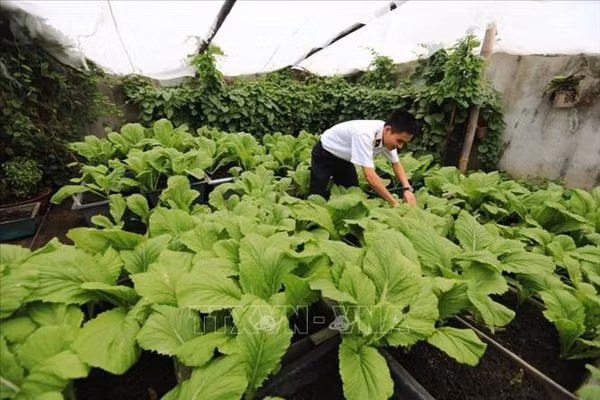 Des potagers verts à Truong Sa malgré les difficultés ảnh 3