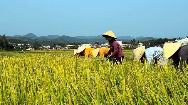 Aide aux paysans dans la production rizicole bio aux normes internationales ảnh 1