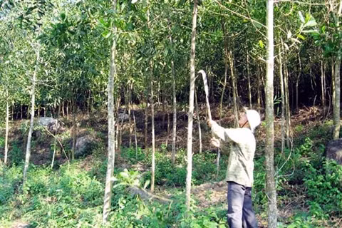 Des acacias pour reverdir les terres dégradées ảnh 2