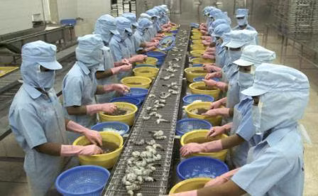 5 mois: les Etats-Unis, premier consommateur de crevettes vietnamiennes ảnh 1 5 mois: les Etats-Unis, premier consommateur de crevettes vietnamiennes ảnh 1