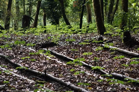 Le ginseng vietnamien très prisé et menacé d'extinction ảnh 1