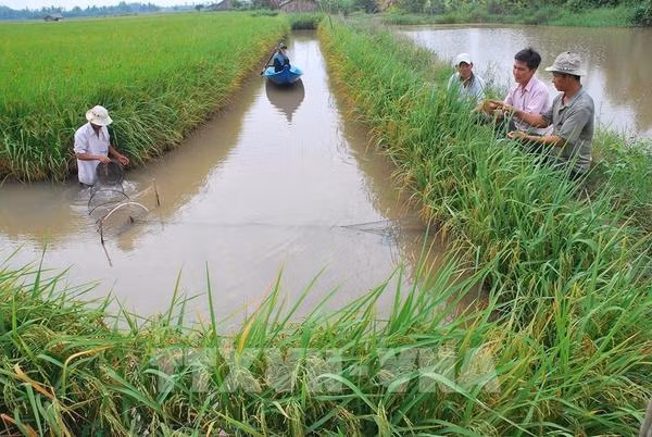 Le secteur agricole cherche à concrétiser les engagements vietnamiens pris à la COP26 ảnh 2