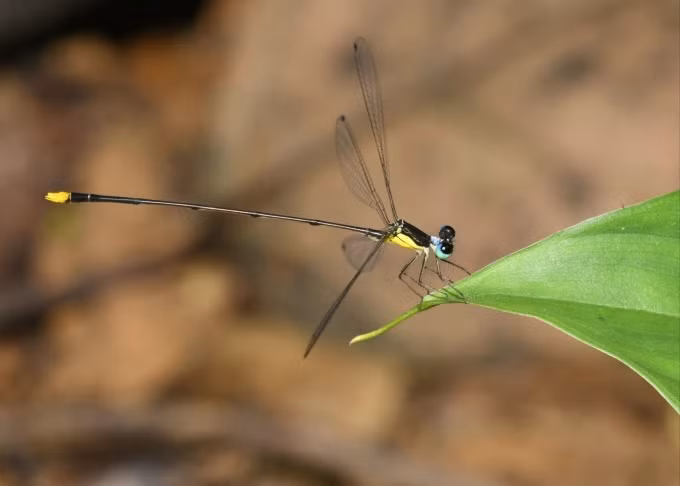 Une nouvelle espèce de demoiselle découverte dans le Centre du Vietnam ảnh 1 Une nouvelle espèce de demoiselle découverte dans le Centre du Vietnam ảnh 1