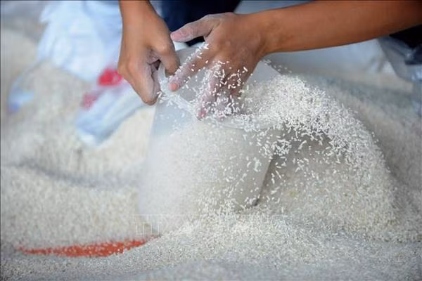 Bon signe pour les exportations de riz d’ici la fin de l’année ảnh 1 Bon signe pour les exportations de riz d’ici la fin de l’année ảnh 1
