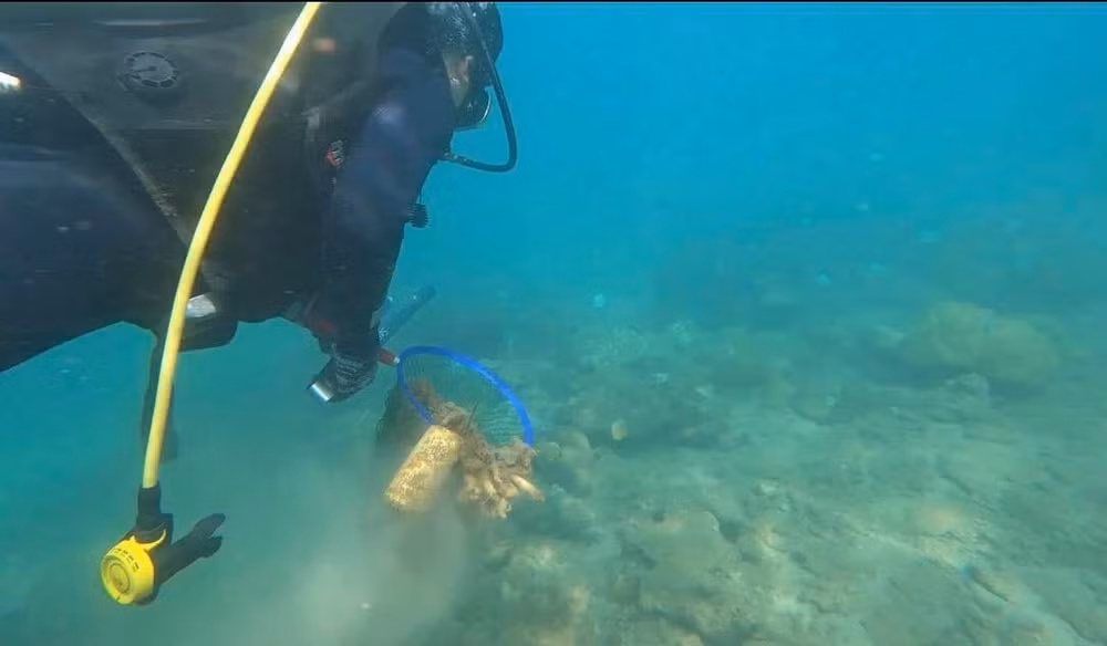 La surveillance des déchets plastiques aide à protéger les écosystèmes marins de Cu Lao Cham ảnh 1 La surveillance des déchets plastiques aide à protéger les écosystèmes marins de Cu Lao Cham ảnh 1