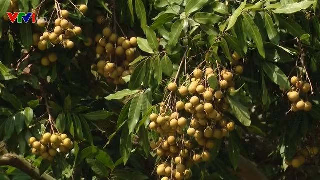 Son La exporte 30 tonnes de longanes vers la Chine ảnh 1 Son La exporte 30 tonnes de longanes vers la Chine ảnh 1