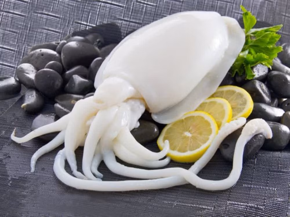Les exportations nationales de céphalopodes retrouvent des couleurs ảnh 1