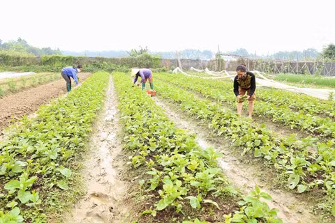  Hanoï fait vivre son agriculture bio ảnh 1