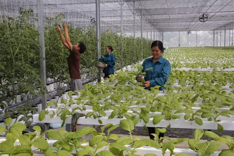 Hanoï appelle à investir dans des projets agricoles de haute technologie ảnh 1 Hanoï appelle à investir dans des projets agricoles de haute technologie ảnh 1