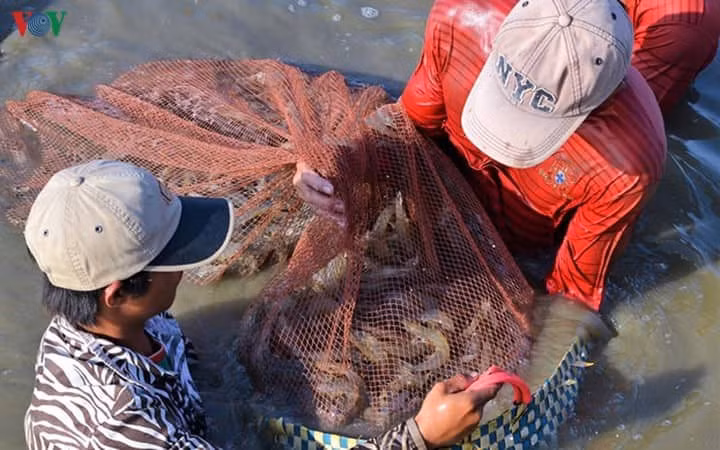 Crevettes : le delta du Mékong veut exporter plus ảnh 1
