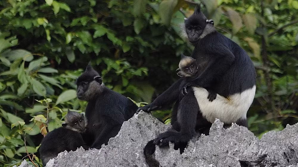 La deuxième plus grande population de langur de Delacour découverte au Vietnam ảnh 1