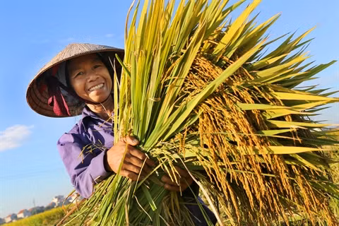 Notre bol de riz ảnh 1