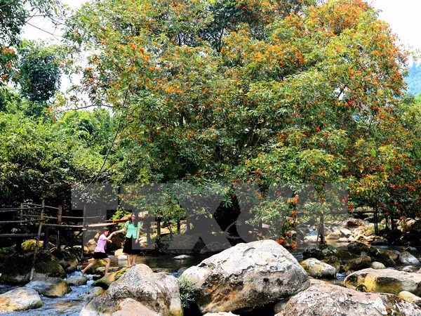 48 animaux rares libérés dans le parc national Phong Nha-Ke Bang ảnh 1 48 animaux rares libérés dans le parc national Phong Nha-Ke Bang ảnh 1