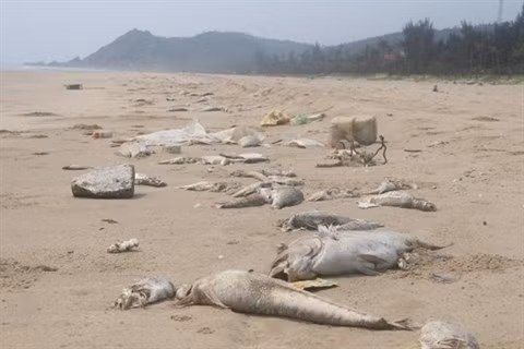 Création d'un comité pour aider les victimes de l'incident environnemental au Centre ảnh 2