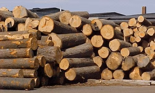 Forte baisse des importations de bois et d’ameublement ảnh 1