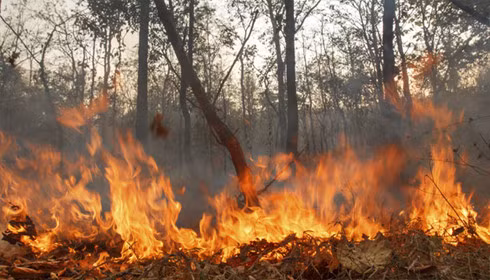 L'Indonésie en alerte contre les fumées d'incendies ảnh 1