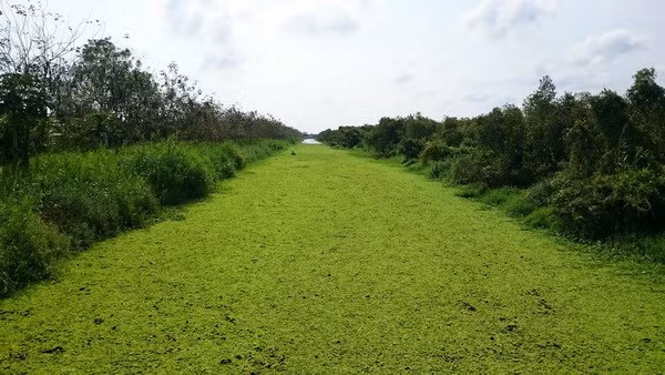 Mieux préserver et valoriser la Réserve de biosphère de Kien Giang ảnh 1
