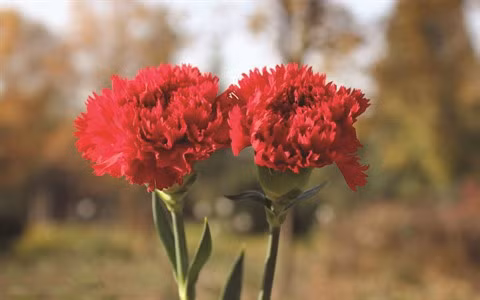 Un ingénieur japonais fasciné par les fleurs de Dà Lat ảnh 2