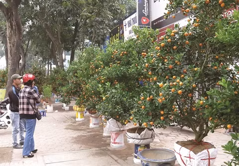 Escapade sur les marchés aux fleurs du Têt à Hanoï ảnh 1