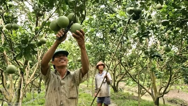 Le pamplemousse à peau verte de Sông Xoài obtient le certificat VietGAP ảnh 1