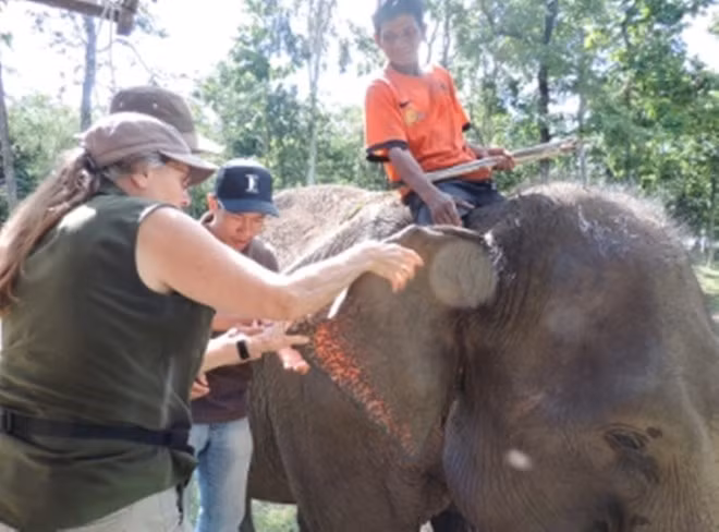 Animals Asia finance un projet de conservation des éléphants à Dak Lak ảnh 1 Animals Asia finance un projet de conservation des éléphants à Dak Lak ảnh 1
