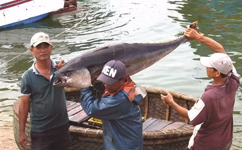 Le Vietnam se dirige vers une pêche durable ảnh 2