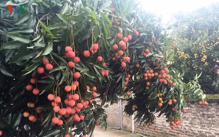 Connexion, le nouveau maître mot du développement agricole ảnh 1 Connexion, le nouveau maître mot du développement agricole ảnh 1