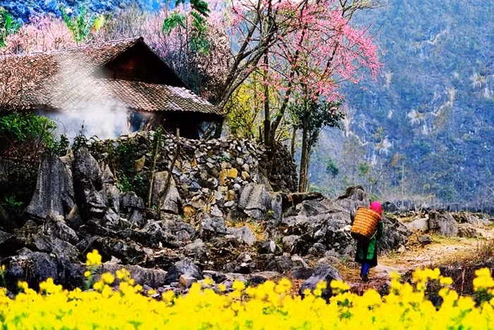 Plongée dans la "saison des fleurs sur la pierre" à Hà Giang ảnh 2