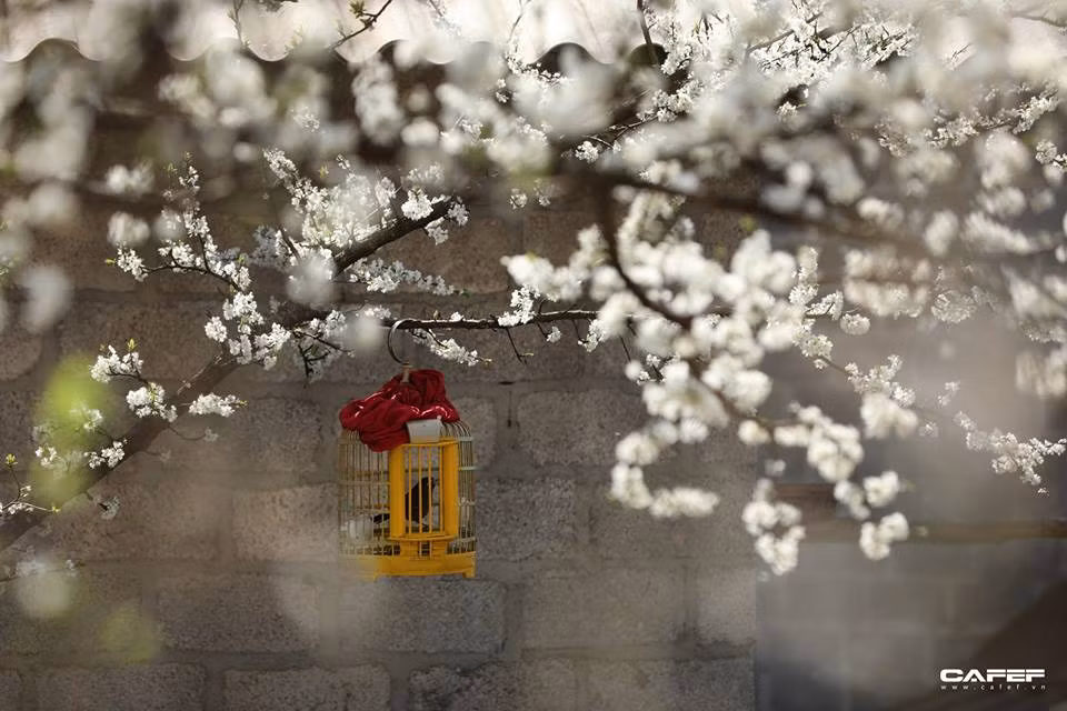 Plongée dans la "saison des fleurs sur la pierre" à Hà Giang ảnh 8