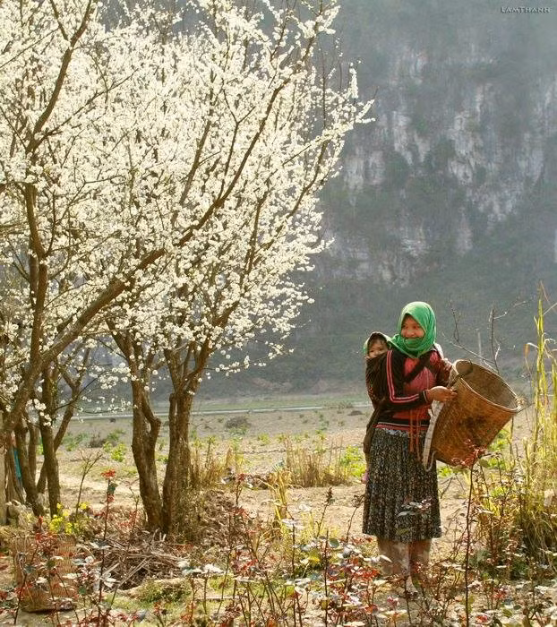 Plongée dans la "saison des fleurs sur la pierre" à Hà Giang ảnh 3
