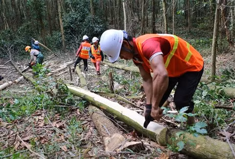 L’APV/FLEGT: les opportunités de la filière bois vietnamienne ảnh 1 L’APV/FLEGT: les opportunités de la filière bois vietnamienne ảnh 1
