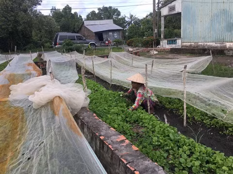 Microfinance et formation aident les Khmers à sortir de la pauvreté ảnh 1