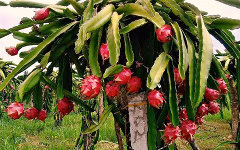 Vinh Phuc vise une agriculture moderne et durable ảnh 1