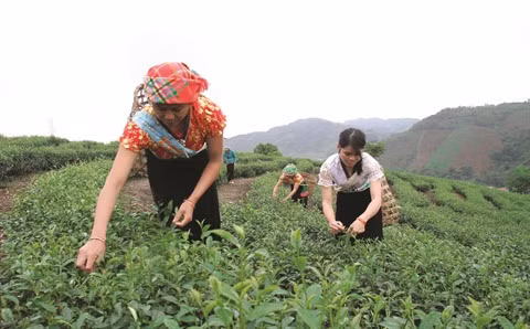 À Thanh Hoa, l’agroforesterie pour lutter contre la pauvreté ảnh 1