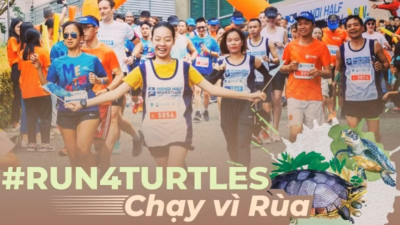 Une course à pied prévue en décembre pour protéger les tortues en voie de disparition ảnh 1 Une course à pied prévue en décembre pour protéger les tortues en voie de disparition ảnh 1